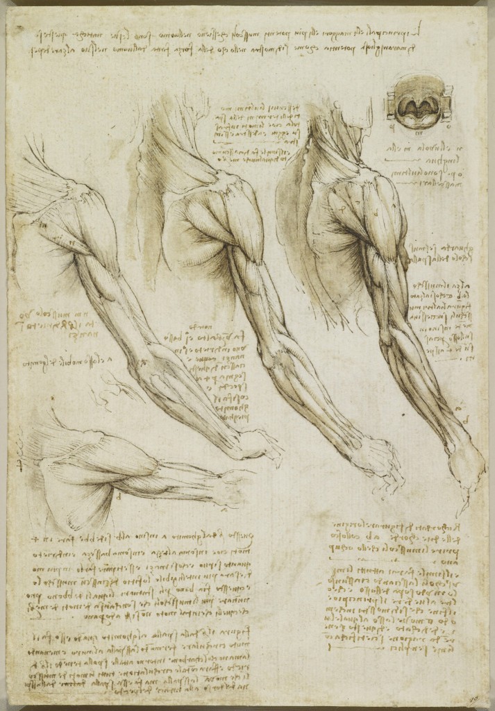 Muscoli del braccio, vene del braccio e del tronco – Leonardo